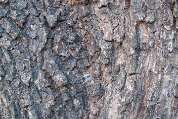 Close-up of the texture of the bark of a tree light wood texture background