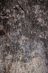 Close-up of the surface of the bark tree texture background