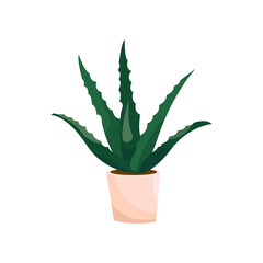 Aloe flat vector illustration. Indoor flower or plant in flowerpot or vase, aloe in pot isolated on white background. Interior, urban jungle concept