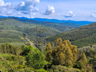 Trees in the mountains