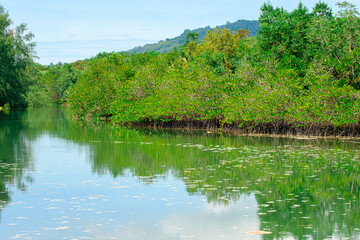 Mangroves swamp in Marang, Terengganu, Malaysia. 