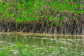 Mangroves swamp in Marang, Terengganu, Malaysia. 