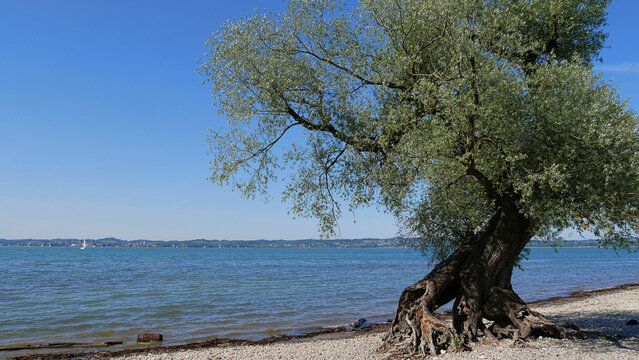 Strand am NSG Mehrerauer Seeufer zwischen Bregenz und Hard am Bodensee mit Blick auf Lindau	und im Vordergrund eine uralte Silberweide