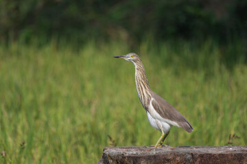 Beautiful heron (bog pakhi) and Cattle Egret bird on the field with green background, selective focus images.