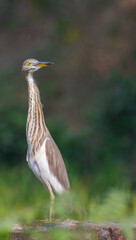 Beautiful heron (bog pakhi) and Cattle Egret bird on the field with green background, selective focus images.