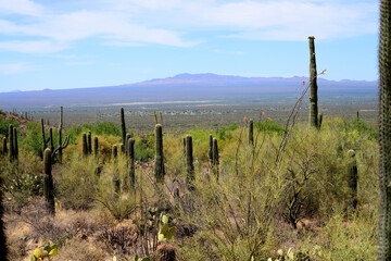 Fototapeta premium Housing subdivision Sonora Desert Arizona