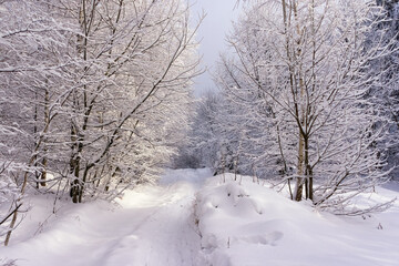 Forest road after a heavy snowfall. Everything is covered with white snow, beautiful winter forest landscape