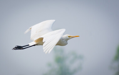 White heron and Cattle Egret bird (bog pakhi) flying on the blue sky with natural view background, selective focus images.