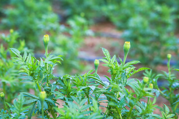 Marigolds shades of yellow and green, Floral background. Baby plants.
