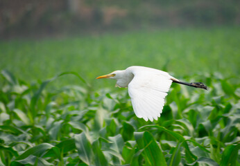 White heron and Cattle Egret bird (bog pakhi) flying on the field with green background, selective focus images.