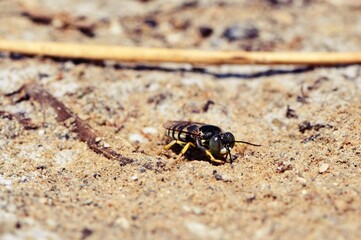 Wardzanka żądlica (Bembix rostrata) - samica w jej naturalnym środowisku