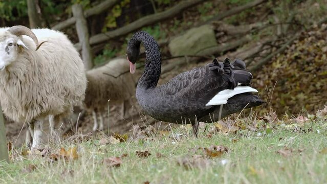 Black swan attacks the wallachian sheep