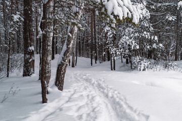 The beautiful snowy forest in winter
