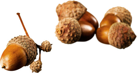 Brown Acorns - Isolated © BillionPhotos.com