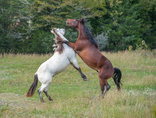 "Shall We Dance?" Pair of Tennesee Walking Horses romp and  play in meadow