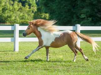 Obraz na płótnie Canvas Miniature horse filly runs in white fence paddock