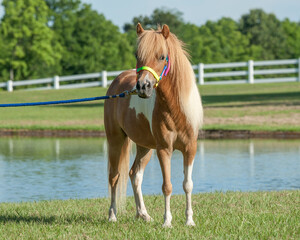Miniature horse filly stand on a lead before pond