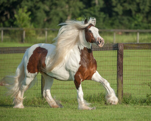 Obraz na płótnie Canvas Running Gypsy Vanner Horse mare with white mane and tail