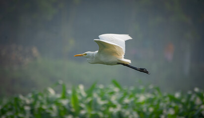 White heron and Cattle Egret bird (bog pakhi) flying on the field with green background, selective...