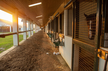 Barn stalls aisleway at Thorughbred Horse farm training facility