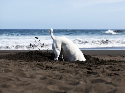 White jack russell digging a hole in the sand on a beach, Spain