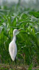 White heron and Cattle Egret bird (bog pakhi) on the field with green background, selective focus images.