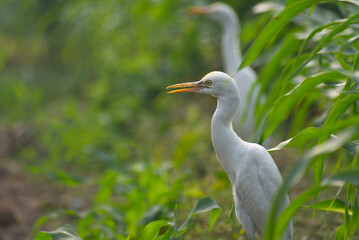 White heron and Cattle Egret bird (bog pakhi) on the field with green background, selective focus images.