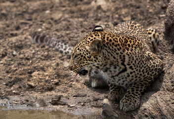 Fototapeta na wymiar leopard near waterbody Masai Mara, Kenya