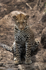 Portrait of a leopard, Masai Mara, Kenya