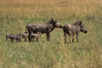 Warthogs with piglets at Masai Mara, Kenya