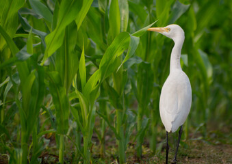 White heron and Cattle Egret bird (bog pakhi) on the field with green background, selective focus images.