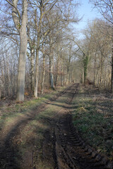 Forest in place of a disused railway - Bleury Saint Symphorien - département d'Eure-et-Loir - région Centre-Val de Loire - France