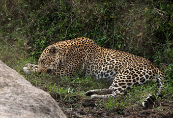 A huge male leopard sleeping, Masai Mara, Kenya
