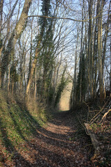 Forest in place of a disused railway - Bleury Saint Symphorien - département d'Eure-et-Loir - région Centre-Val de Loire - France