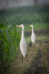 White heron and Cattle Egret bird (bog pakhi) on the field with green background, selective focus images.