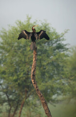 Darter perched on a tree trunk Keoladeo Ghana National Park, Bharatpur, India
