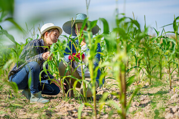 An Asian female farmer in Thailand collects eggplants grown in the garden for food and for sale...