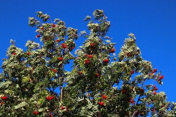 Sorbus aucuparia - rowan fruit on a tree - obrazy, fototapety, plakaty
