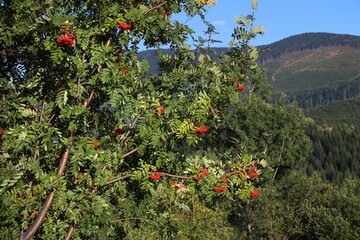 Rowan fruit on a tree in Beskidy mountains, Poland