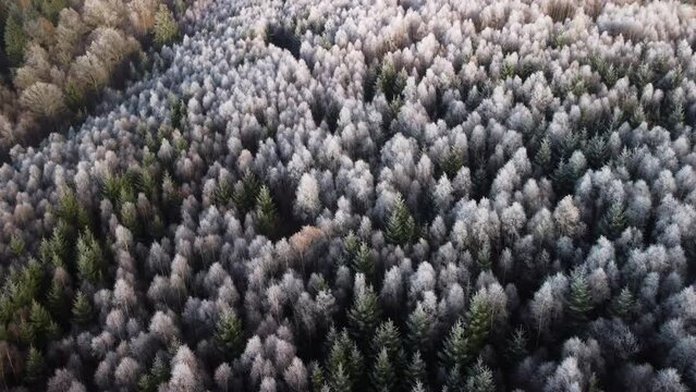 Winterwald, gefrorene Baumkronen, frostig kalt