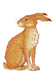 Illustration von einem aufmerksam und anmutig sitzenden Hasen