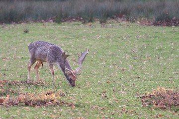 Beautiful specimen of European fallow deer,Dama dama, also known as the common fallow deer, feeding on grass on a vast meadow. European wild animal in its natural habitat.