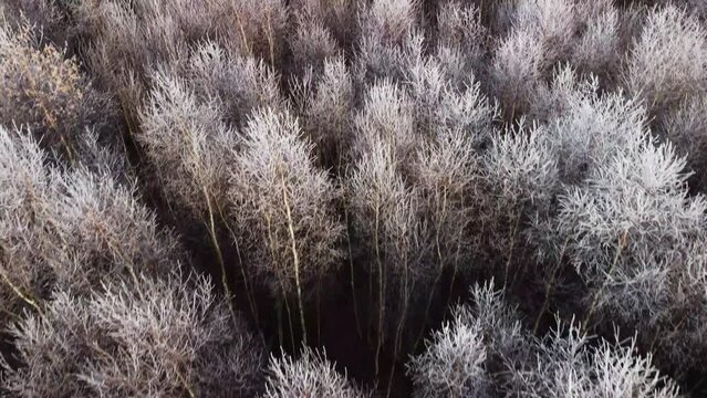 Winterwald, gefrorene Baumkronen, frostig kalt