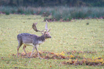 Beautiful specimen of European fallow deer,Dama dama, also known as the common fallow deer, feeding on grass on a vast meadow. European wild animal in its natural habitat.