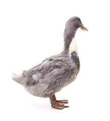 One gray duck.
