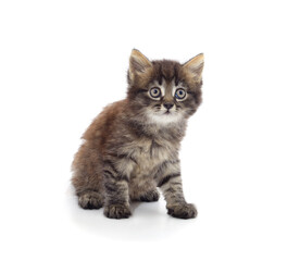 Little gray kitten .