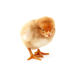 Obraz premium Small yellow chicken.