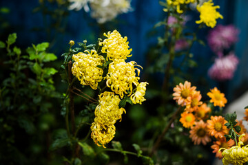 yellow flowers in the garden