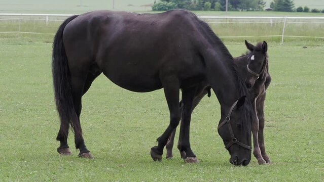 Black kladrubian horse, mare with foal