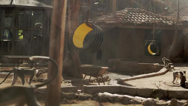 Many green monkeys walk around their enclosure at the zoo on a sunny day in Antalya, Turkey. Shot through a metal grille, which is visible in the frame without focus. High quality 4k footage